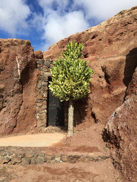 Des plantes qui poussent sur des rochers contre le ciel