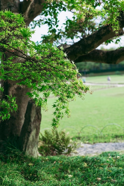 Plantes qui poussent sur terre dans la forêt