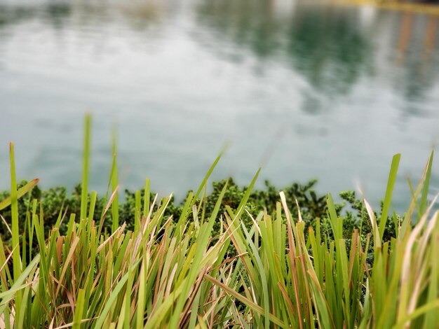 Photo plantes qui poussent sur terre près d'un lac