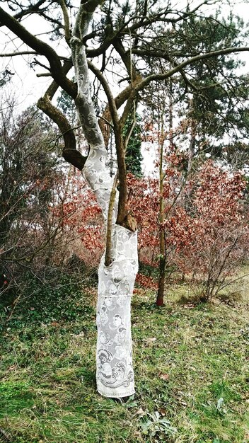 Photo plantes qui poussent sur le tronc d'un arbre