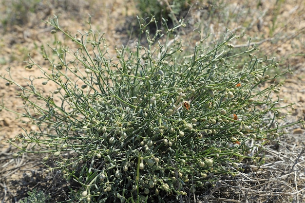 Photo plantes rares du désert en ouzbékistan