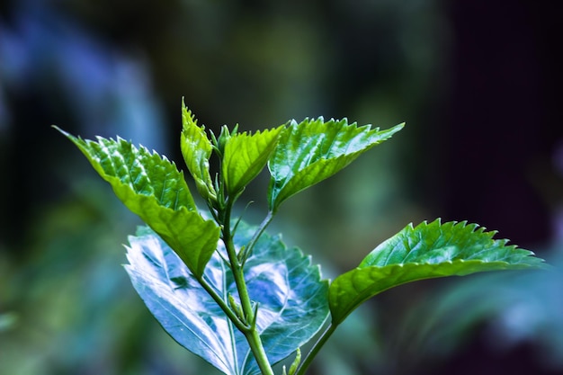 Plantes reflétant la lumière naturelle du soleil pendant la journée sur un fond sombre