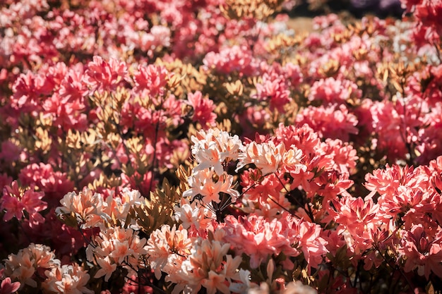 Plantes de Rhododendron en fleur