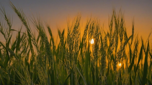 Plantes de riz dans un champ avec le soleil qui brille sur le dessus