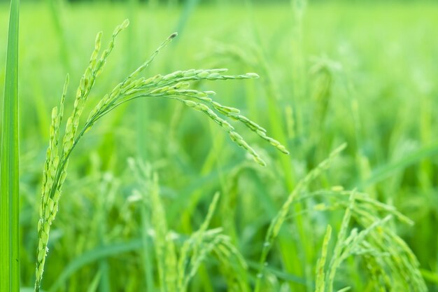 plantes de riz dans les rizières