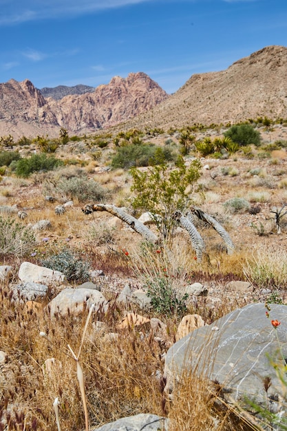 Plantes et rochers du désert menant à de petites montagnes au Nevada