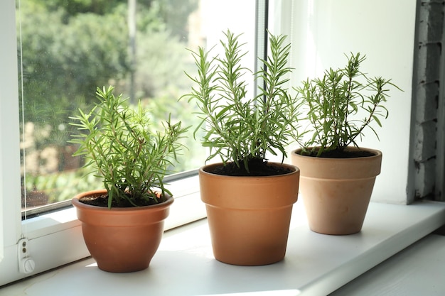 Des plantes de romarin aromatiques dans des pots sur le rebord de la fenêtre à l'intérieur