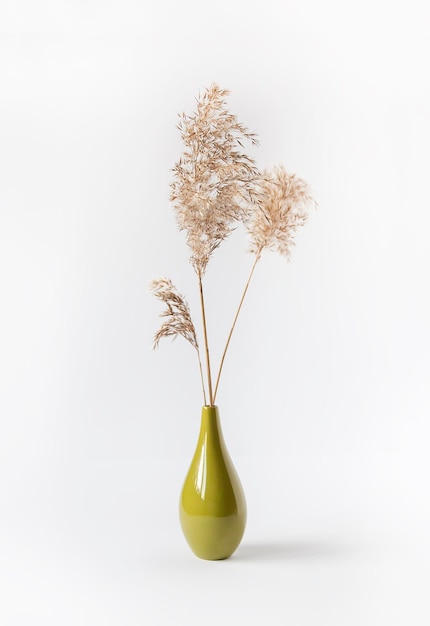 Plantes de roseaux secs naturels dans le vase en céramique verte sur fond blanc