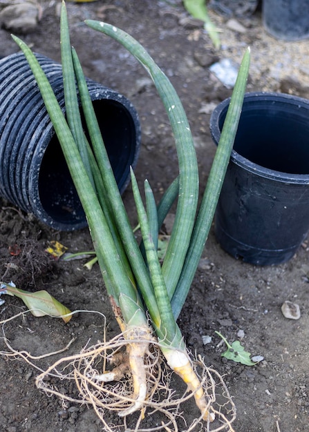 Plantes de Sanseveria cylindrica avec racines repiquées dans de nouveaux pots