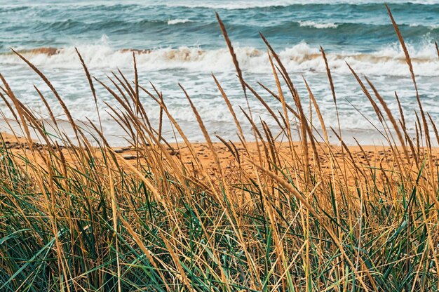 Plantes sauvages sur la plage.