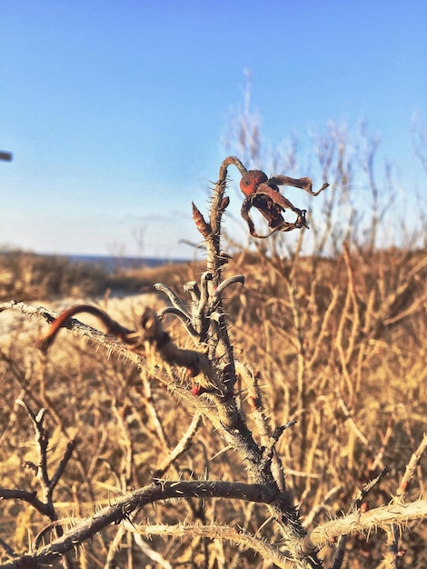 Photo des plantes séchées sur le champ contre le ciel bleu