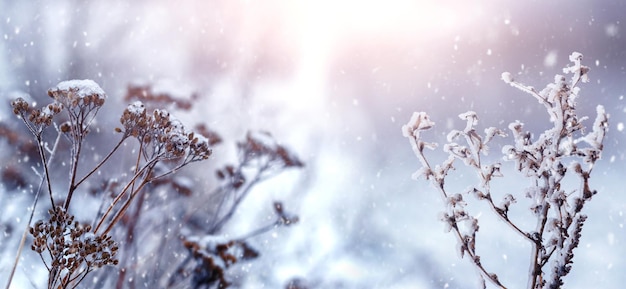 Plantes sèches couvertes de neige et de givre en hiver pendant les chutes de neige Vue d'hiver