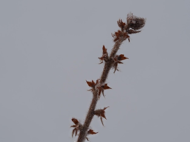 Photo plantes sèches couvertes de neige