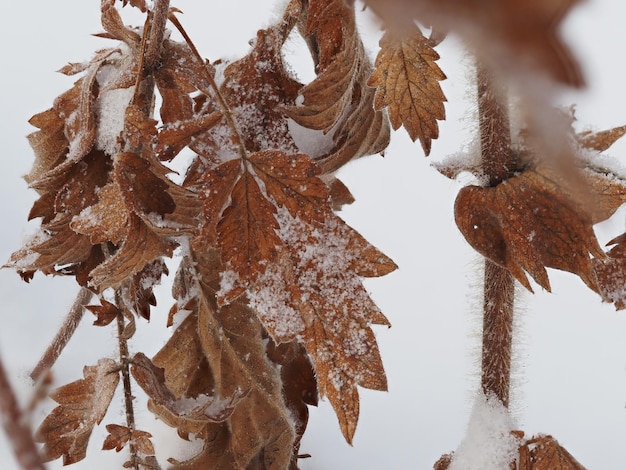 plantes sèches couvertes de neige