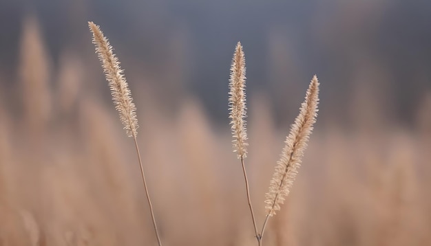 Plantes sèches avec un fond flou comme fond