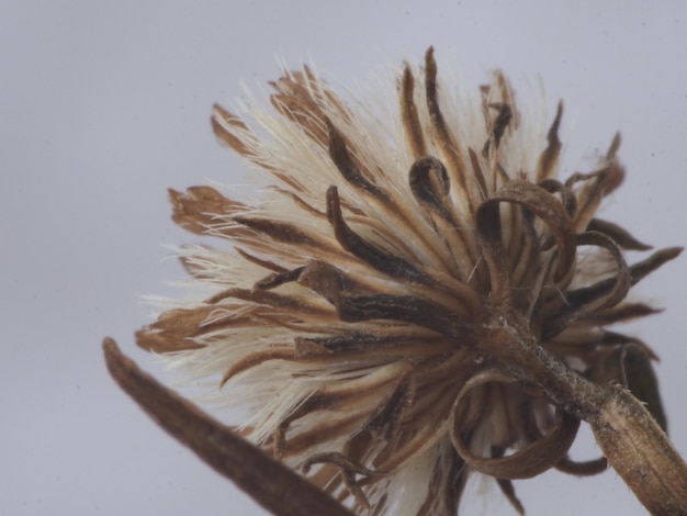 Photo plantes sèches sur fond de neige blanche