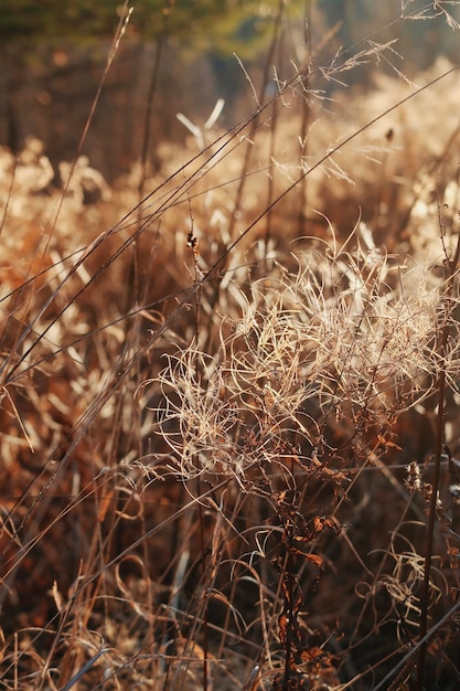 Photo les plantes sèches à la lumière du soleil