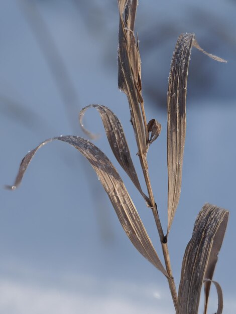 plantes sèches sur une prairie d'hiver