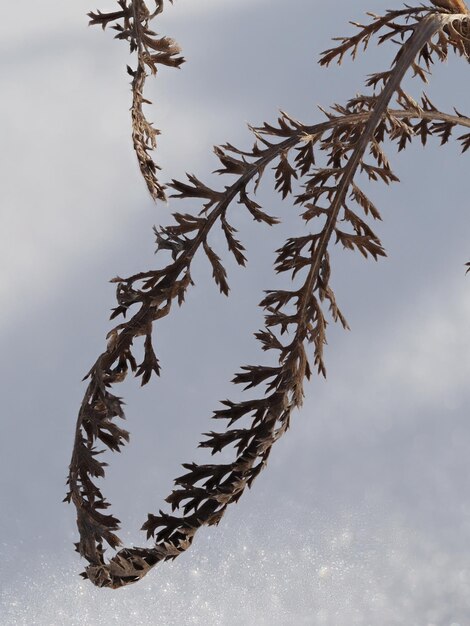 Des plantes sèches sur un pré d'hiver.