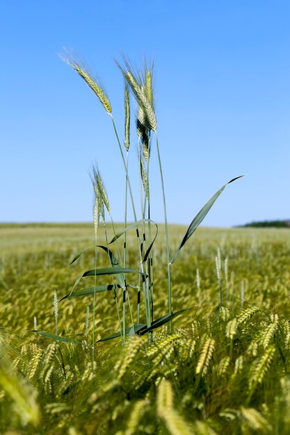 Plantes de seigle de saison estivale contre le ciel bleu, champ de seigle avec des épillets de seigle verts non mûrs