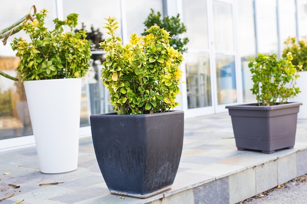 Plantes Et Semis En Pot De Différentes Couleurs En Plein Air