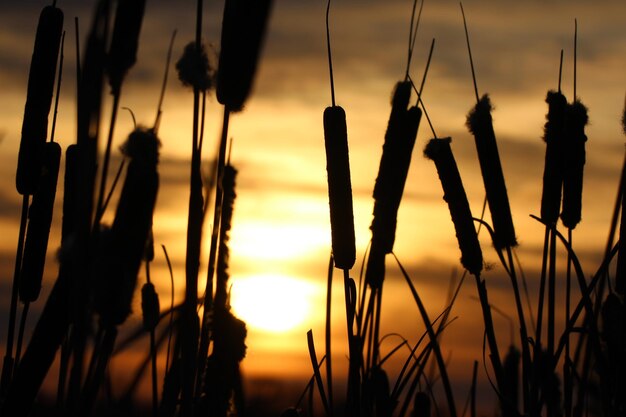Photo des plantes en silhouette contre le ciel au coucher du soleil