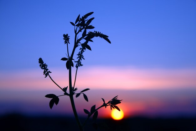 Les plantes silhouette fleurissent contre le soleil couchant