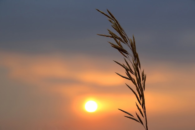 Les plantes silhouette fleurissent contre le soleil couchant