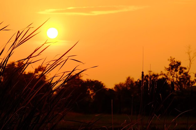 Photo des plantes en silhouette poussant sur le champ contre un ciel orange