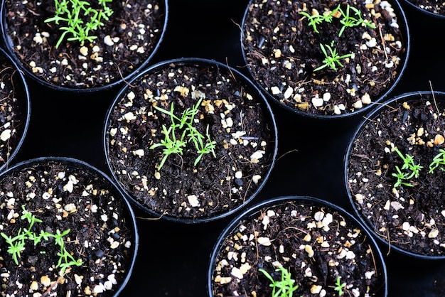 Plantes sur le sol dans le jardin