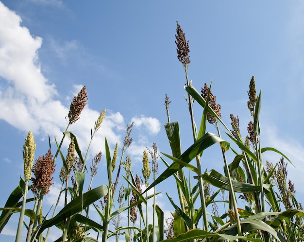 Plantes de sorgho cultivées pour l'éthanol et le carburant