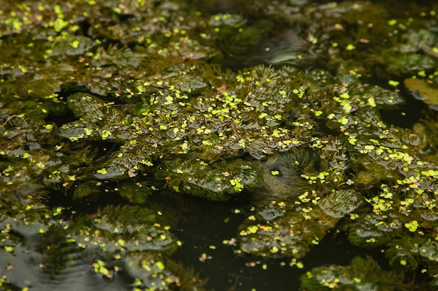 Les plantes sous-marines dans les rivières, les lacs, les étangs en été couvraient la surface.