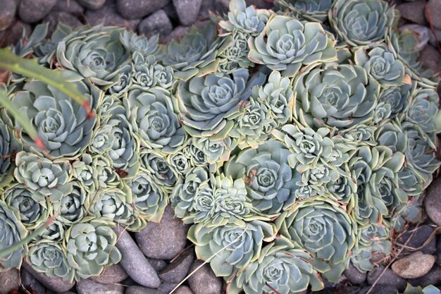 Plantes succulentes d'Auckland Nouvelle-Zélande