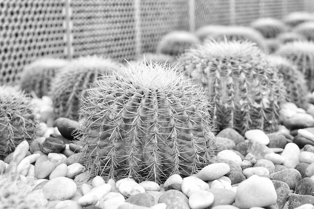 Plantes succulentes aux épines épineuses Cactus poussent sur fond de galets Desert park garden Decor design paysage