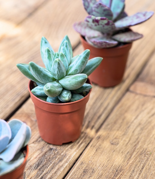 Plantes succulentes dans le pot de fleurs brun sur la planche de bois en arrière-plan