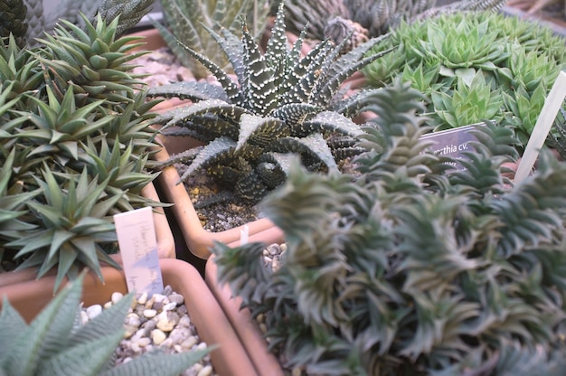 Plantes succulentes dans un pot de fleurs Plantes d'intérieur Haworthia