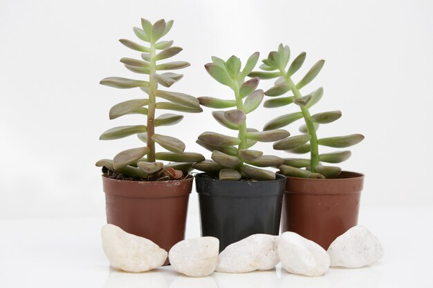 plantes succulentes dans un pot avec un fond blanc