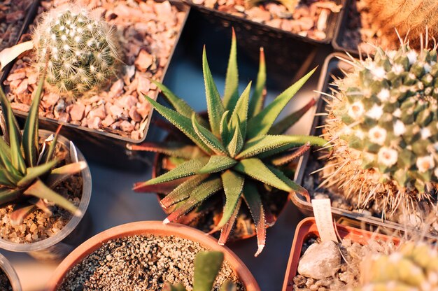 Plantes succulentes, echeveria kalanchoe plantes d'intérieur succulentes.Aloe ostifolia est une plante herbacée succulente, espèce du genre Aloe de la famille des Asphodelaceae.Le concept de plante d'intérieur pour la décoration.