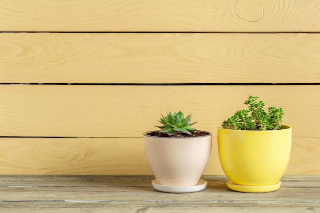 Plantes succulentes groupées sur une table