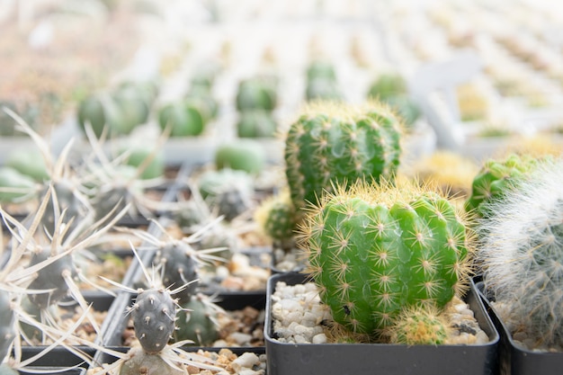 Plantes succulentes mixtes ou cactus. Petit cactus en pot à vendre.