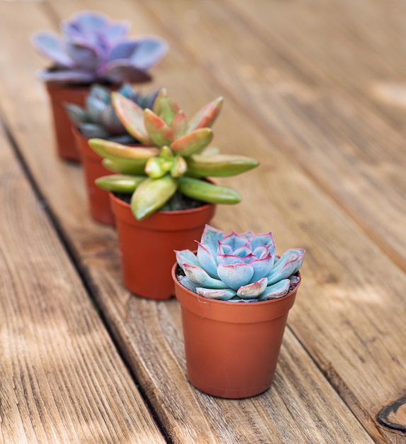 Plantes succulentes sur la planche de bois en arrière-plan situées l'une derrière l'autre.