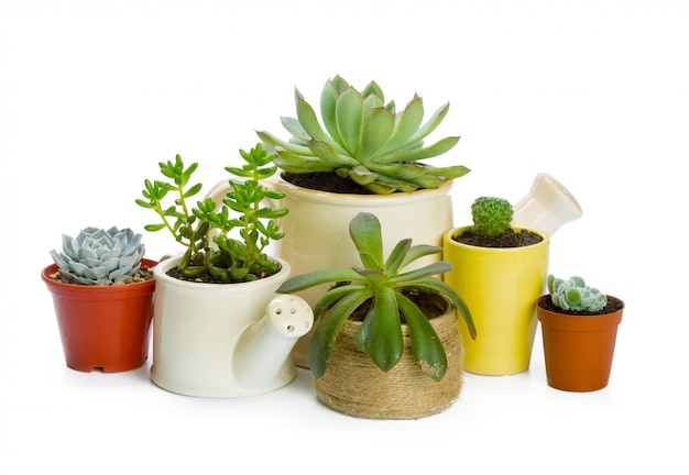 Plantes succulentes en pot sur blanc