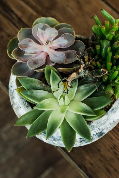 Plantes succulentes en pot sur le vieux fond en bois foncé