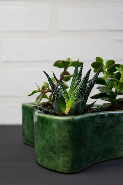 Plantes succulentes en pot