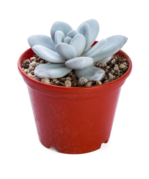 plantes succulentes en pot