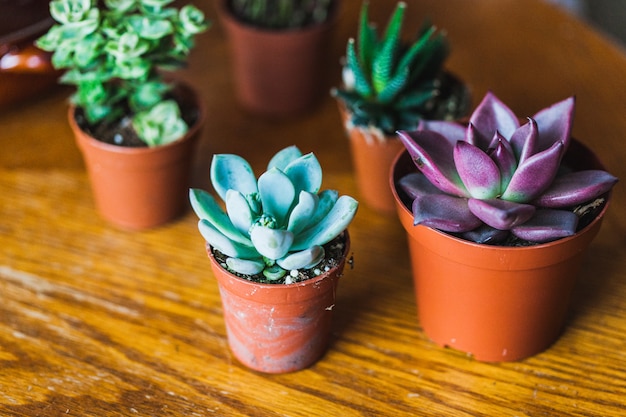 Plantes succulentes en pots, fleurs à la maison