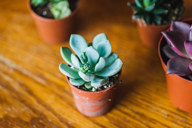 Plantes succulentes en pots, fleurs à la maison