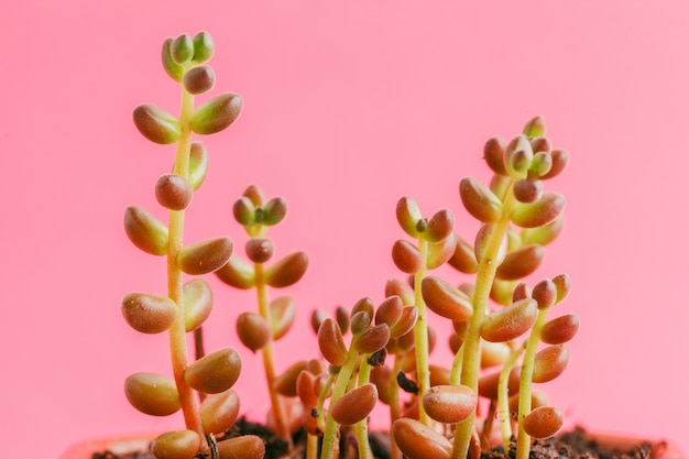 Plantes Succulentes Sur Rose Pastel. Lay Plat.