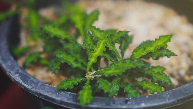 Plantes succulentes vertes sur sol de basalte de rempotage avec fond naturel de jardinage