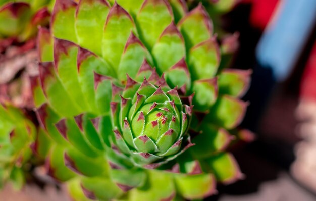 plantes succulentescactus et fleurs isolés ou au soleil de jardin